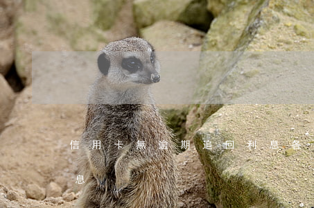 信用卡無逾期追回利息(各銀行信用卡逾期利息)