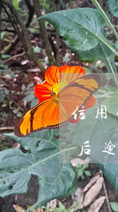 信用卡現(xiàn)金取現(xiàn)后逾期了(取現(xiàn)的錢可以還信用卡嗎)