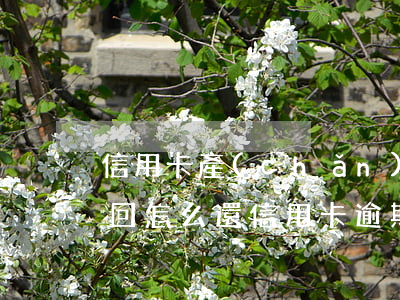 信用卡產(chǎn)生的逾期利息怎么要回(怎么還信用卡逾期的錢)