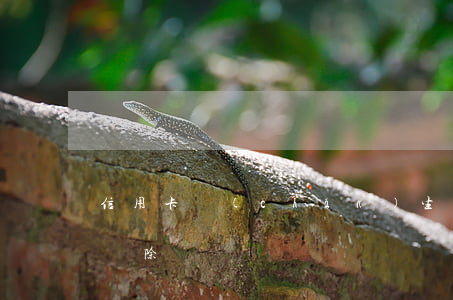 信用卡產(chǎn)生的非惡意逾期怎么刪除