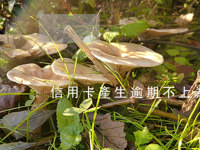 信用卡產生逾期不上(為什么信用卡逾期)