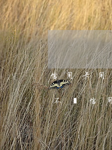 信用卡用了不還可以做什么(有什么辦法可以不還信用卡)