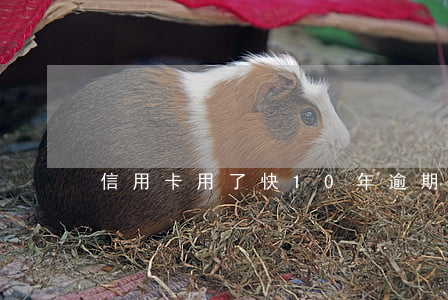 信用卡用了快10年逾期了怎么辦