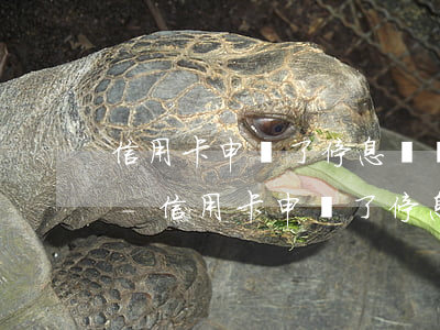 信用卡申請了停息掛賬分期償還后會催還嗎-信用卡申請了停息掛賬分期償還后會催還嗎