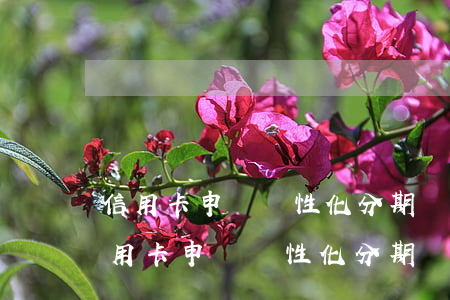信用卡申請個性化分期,貧困申請怎么寫-信用卡申請個性化分期,貧困申請怎么寫