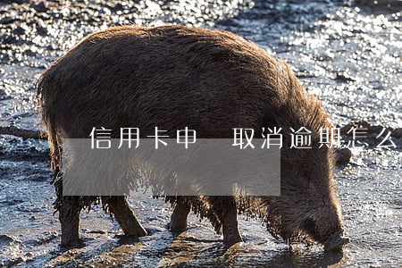 信用卡申請取消逾期怎么寫