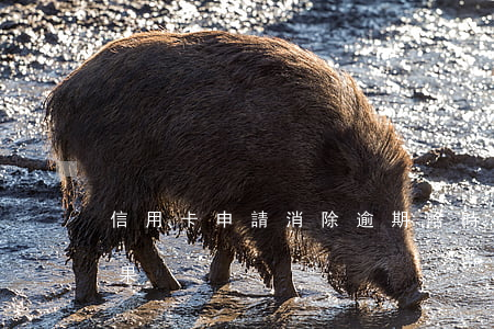 信用卡申請消除逾期啥時候出結(jié)果