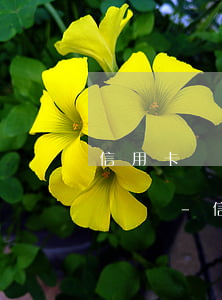 信用卡當(dāng)前無逾期但是有逾期記錄-信用卡當(dāng)前無逾期但是有逾期記錄怎么辦