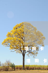 信用卡當(dāng)前逾期去哪里能貸款(信用卡當(dāng)前逾期去哪里能貸款)