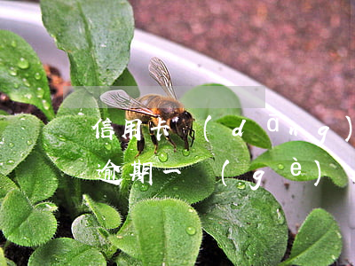 信用卡當(dāng)月逾期會怎樣(信用卡逾期一個(gè)月會怎么樣 嚴(yán)重么)