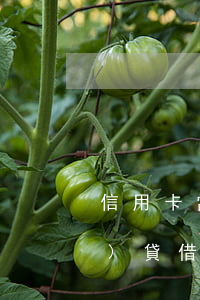 信用卡當(dāng)月逾期網(wǎng)貸借不了嗎 信用卡當(dāng)月逾期網(wǎng)貸借不了嗎貼吧