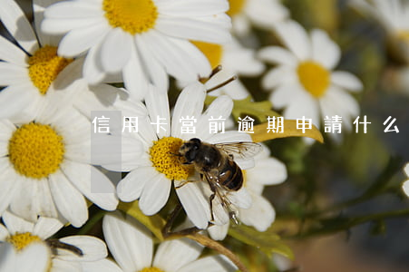 信用卡當前逾期申請(什么叫信用卡當前逾期)