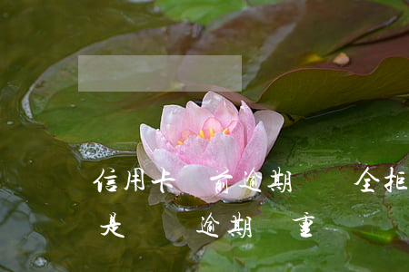 信用卡當前逾期網貸全拒(信用卡逾期嚴重還是網貸逾期嚴重)