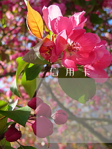 信用卡當前逾期還能申請微粒貸嘛