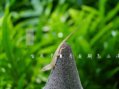 信用卡當月逾期怎么消 逾期了信用卡怎么辦