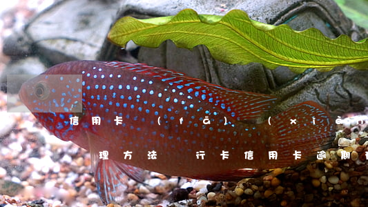 信用卡發(fā)現(xiàn)逾期怎么處理方法(銀行卡信用卡逾期有什么辦)