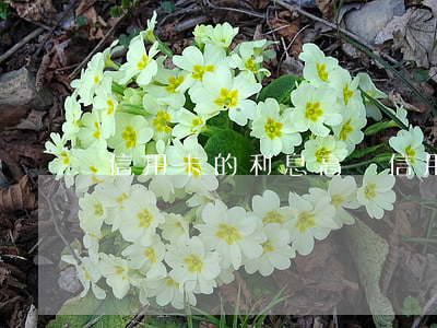 信用卡的利息高嗎（信用卡利息年化）