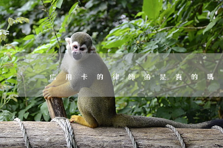 信用卡的律師函是真的嗎