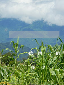 信用卡的透支額度是多少(透支卡最高額度是多少)