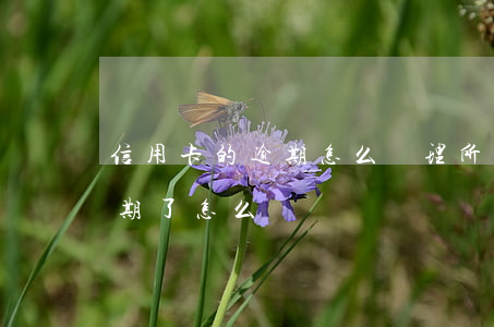 信用卡的逾期怎么處理(所有的貸款信用卡逾期了怎么辦)