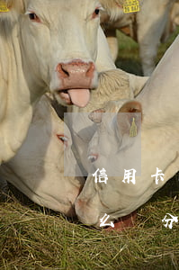 信用卡的還款期限是怎么算的（信用卡逾期怎么辦分期還款）