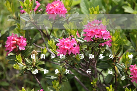 信用卡的錢逾期多久會被起訴(貸款跟信用卡逾期多久,銀行會起訴)