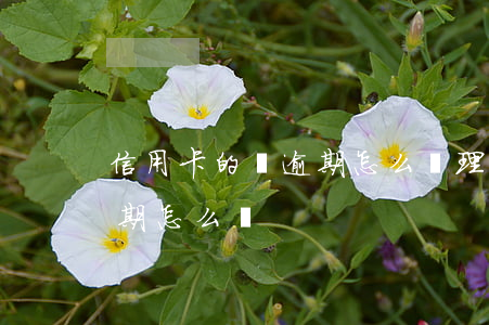 信用卡的錢逾期怎么辦理分期（信用卡的錢逾期怎么辦）