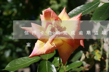 信用卡盜刷完成逾期(盜刷信用卡8000立案判多久)