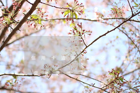 信用卡盜刷立案不還款(信用卡被盜刷立案還需要還嗎)