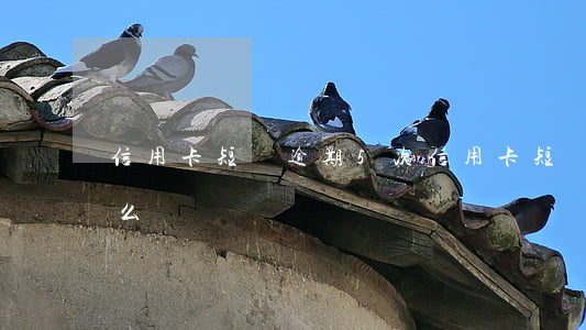 信用卡短暫逾期5次(信用卡短暫逾期5次怎么辦)