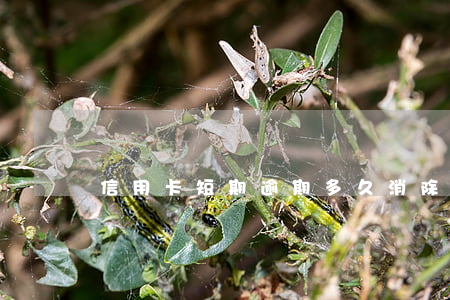 信用卡短期逾期多久消除（信用卡短期逾期）