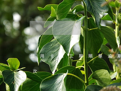 信用卡第三期賬單逾期(什么叫信用卡逾期三次)