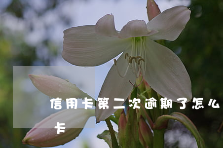 信用卡第二次逾期了怎么辦(逾期兩個月信用卡)