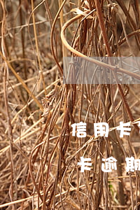 信用卡第二次逾期會怎么樣(征信有兩次信用卡逾期有什么影響)