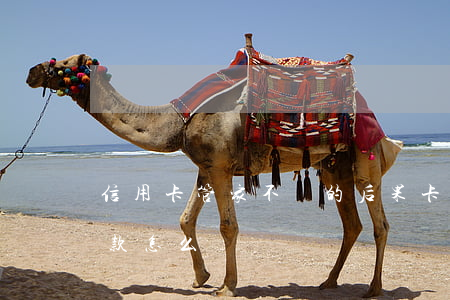 信用卡管家不還的后果(卡牛信用管家還不了款怎么辦)