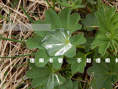 信用卡管還不起(信用卡管不起了)