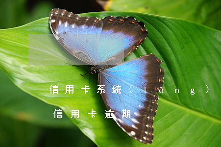 信用卡系統(tǒng)維護(hù)逾期(信用卡逾期)