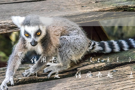 信用卡糾紛執(zhí)行后還會(huì)開庭嗎(信用卡起訴法院開庭后還可以協(xié)商嗎)