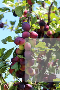 信用卡累積逾期4次(4張信用卡5次逾期能辦房貸嗎)