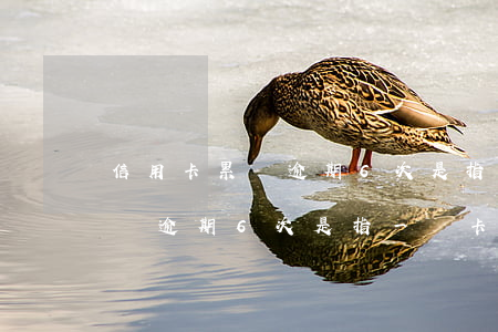 信用卡累計逾期6次是指一個卡嗎(信用卡累計逾期6次是指一個卡嗎)