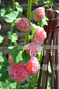 信用卡累計逾期十次能貸款嗎-征信有十次逾期可以貸款嗎