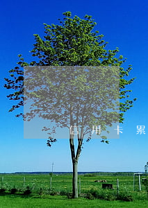 信用卡累計逾期記錄超標(累計逾期次數超標)