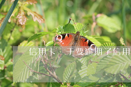 信用卡終于要逾期了 信用卡終于要逾期了嗎