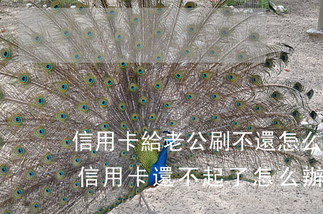 信用卡給老公刷不還怎么辦(老公刷爆了我的信用卡還不起了怎么辦)