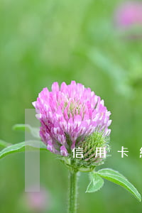 信用卡給親人用逾期不還怎么辦