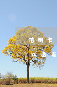 信用卡綁定微信怎么透支(微信綁定信用卡可以透支嗎)