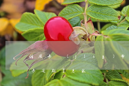 信用卡經(jīng)常有逾期怎么辦(信用卡 逾期了怎么辦)