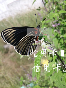 信用卡經(jīng)常逾期可以提額不(有信用卡逾期會(huì)影響其他銀行信用卡提額嗎)