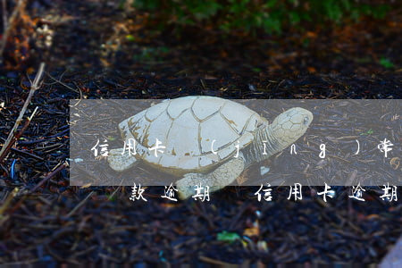 信用卡經(jīng)常逾期有什么影響嗎(貸款逾期與信用卡逾期的后果是什么)