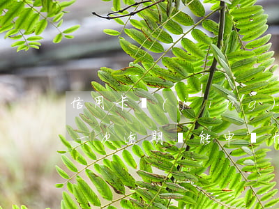 信用卡經(jīng)常逾期還能貸款嗎(有一次逾期還能申請信用卡嗎)